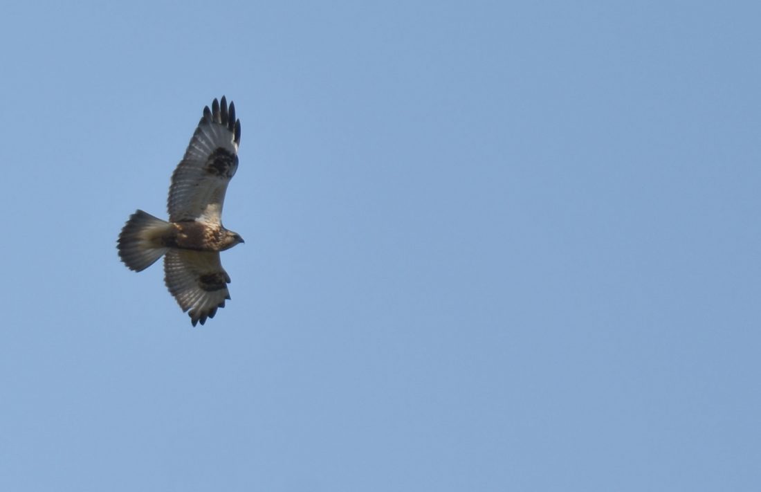 Arctic Birds Of Prey